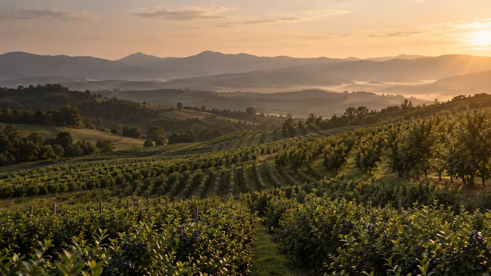 Panoramski prikaz voćnjaka